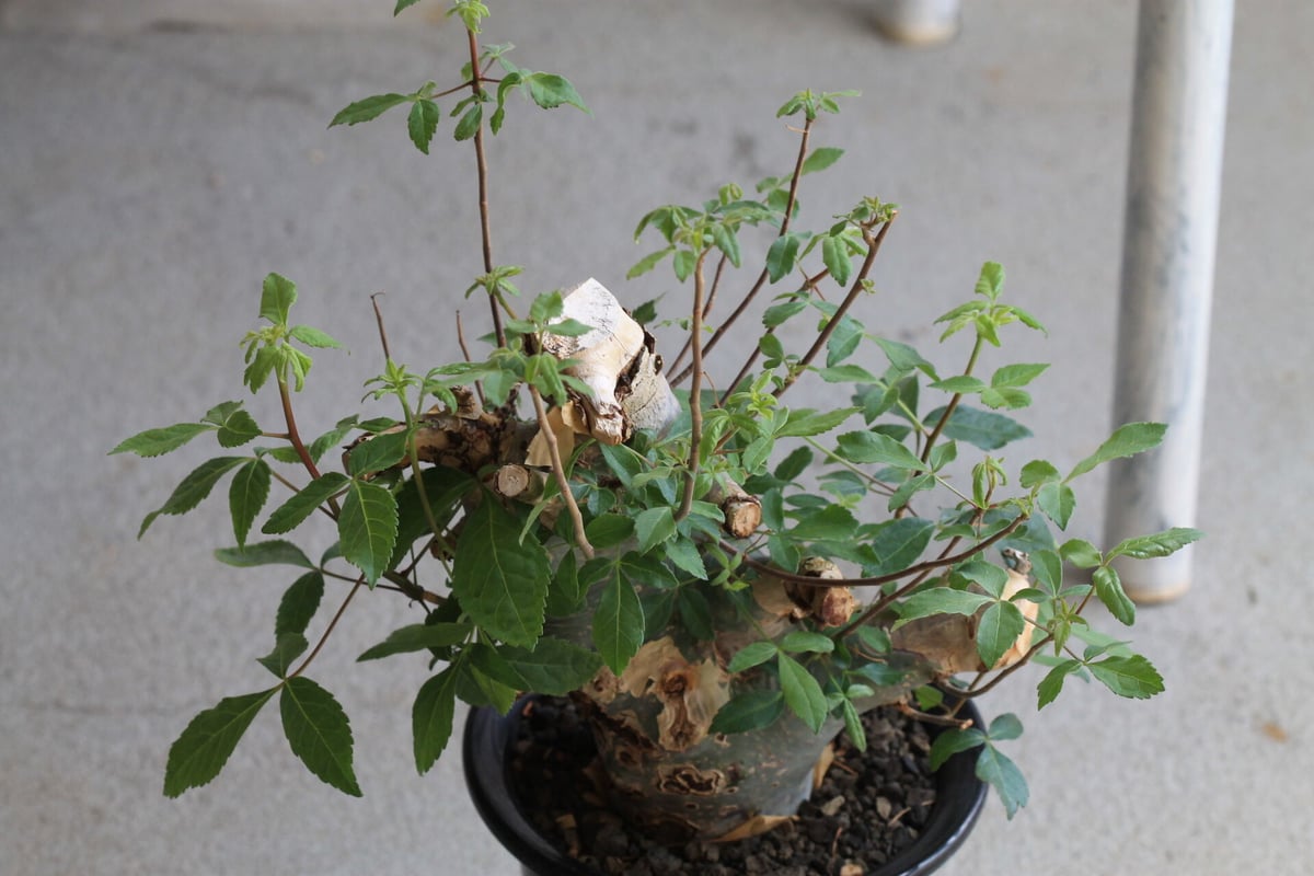 コミフォラ カタフ ターカネンシス | hanayoshi-botanical コミフォラ カタフ ターカネンシス | hanayoshi-botanical