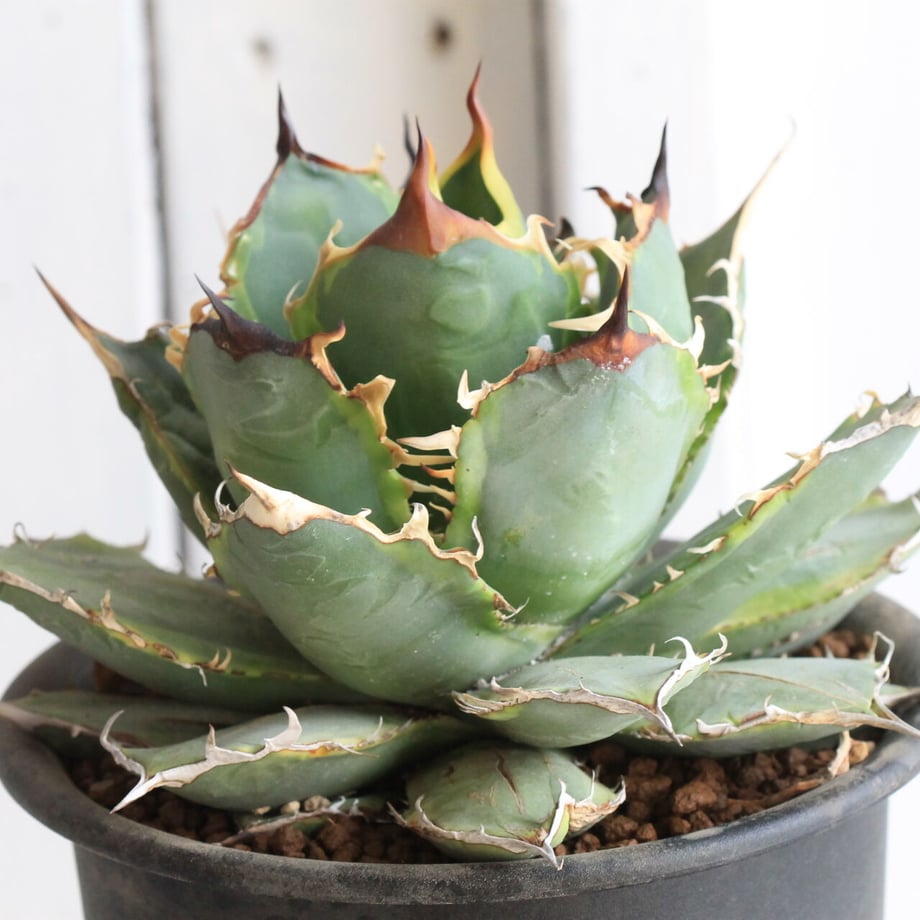 61fa3eebdd8d39033370c41c