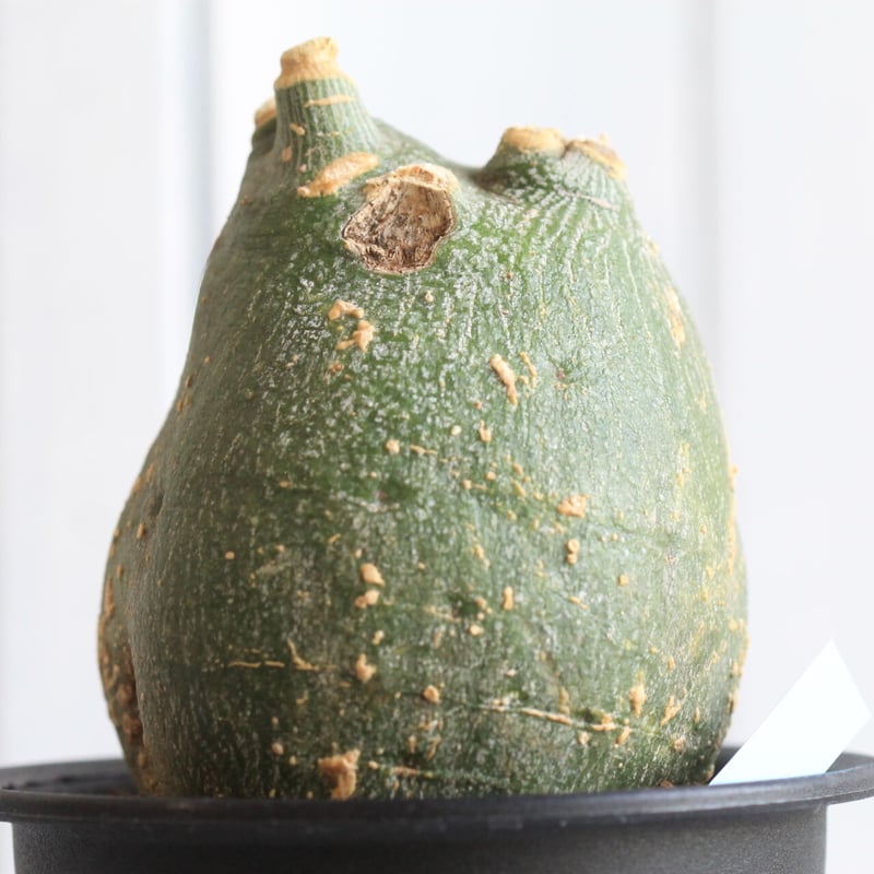 アデニア プセウドグロボーサ | hanayoshi-botanical