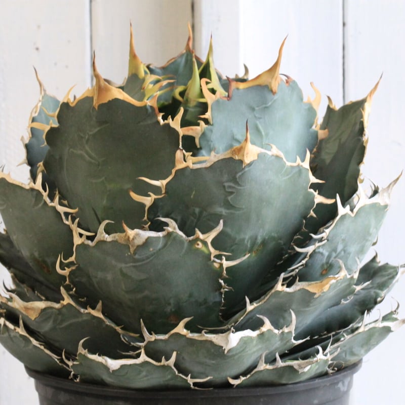 アガベ チタノタ 白鯨 | hanayoshi-botanical