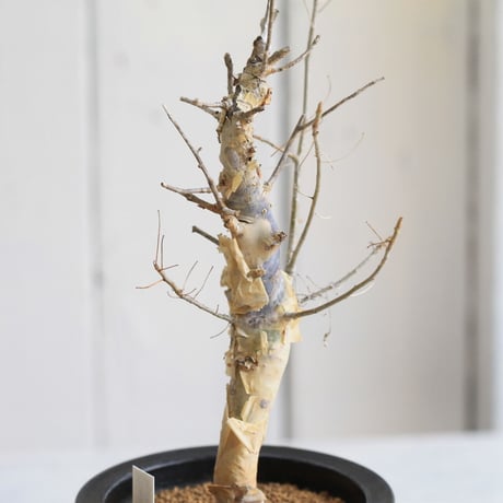 Commiphora holtziana　ホルトジアナ