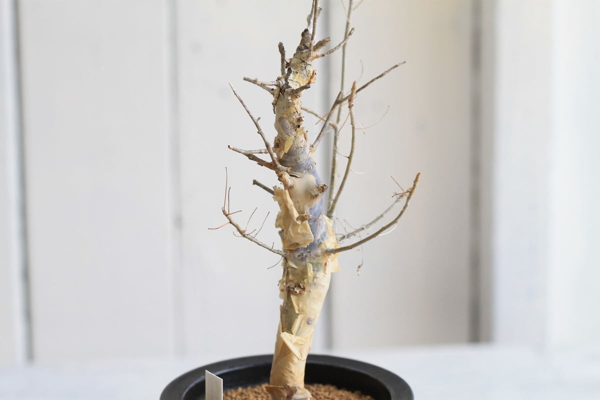Commiphora holtziana ホルトジアナ | hanayoshi-botanical Commiphora holtziana ホルトジアナ | hanayoshi-botanical