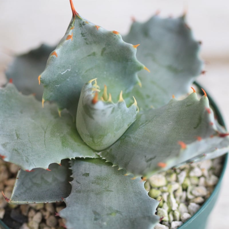 アガベ イシスメンシス 王妃カブトガニ 特選連刺 | hanayoshi