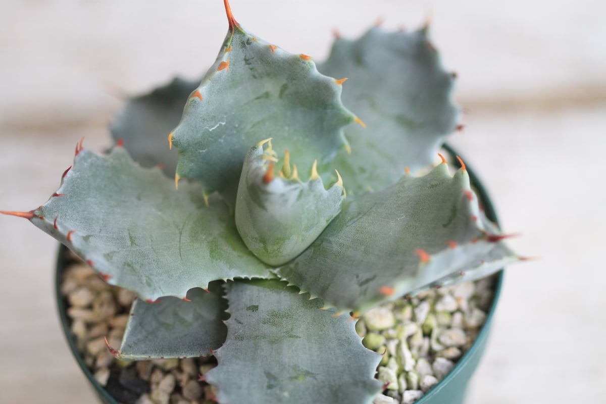 アガベ　イシスメンシス　プリンセスクラウン 仔株】アガベ プリンセスクラウン 連棘 イシスメンシス