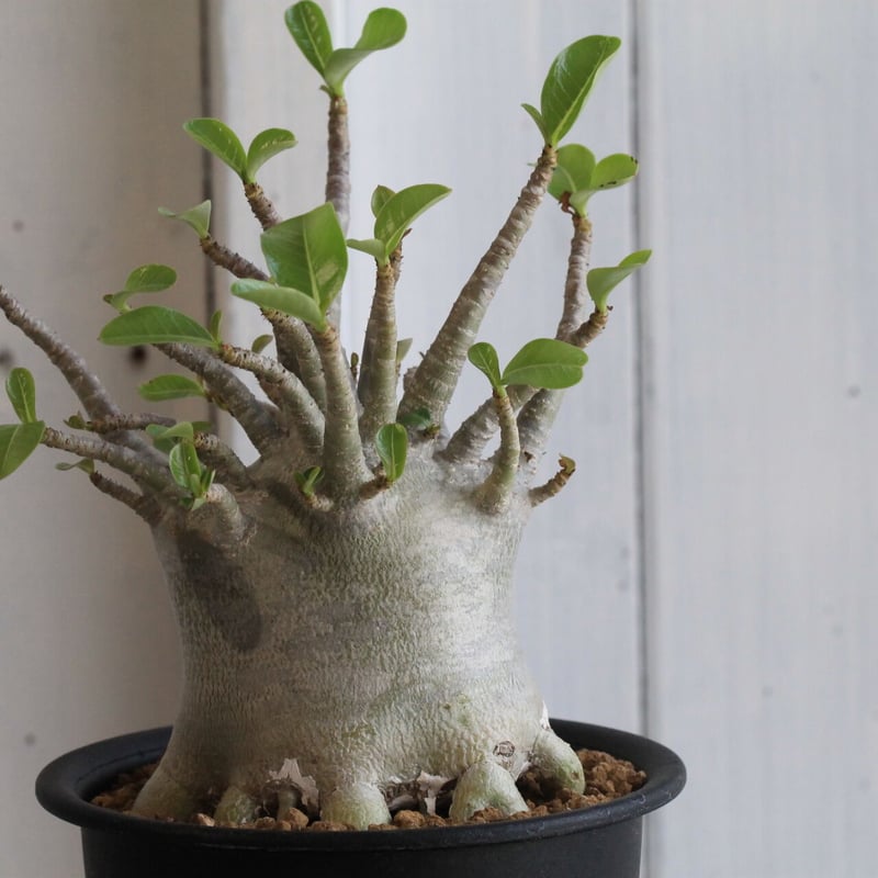 アデニウム アラビカム（小型） | hanayoshi-botanical