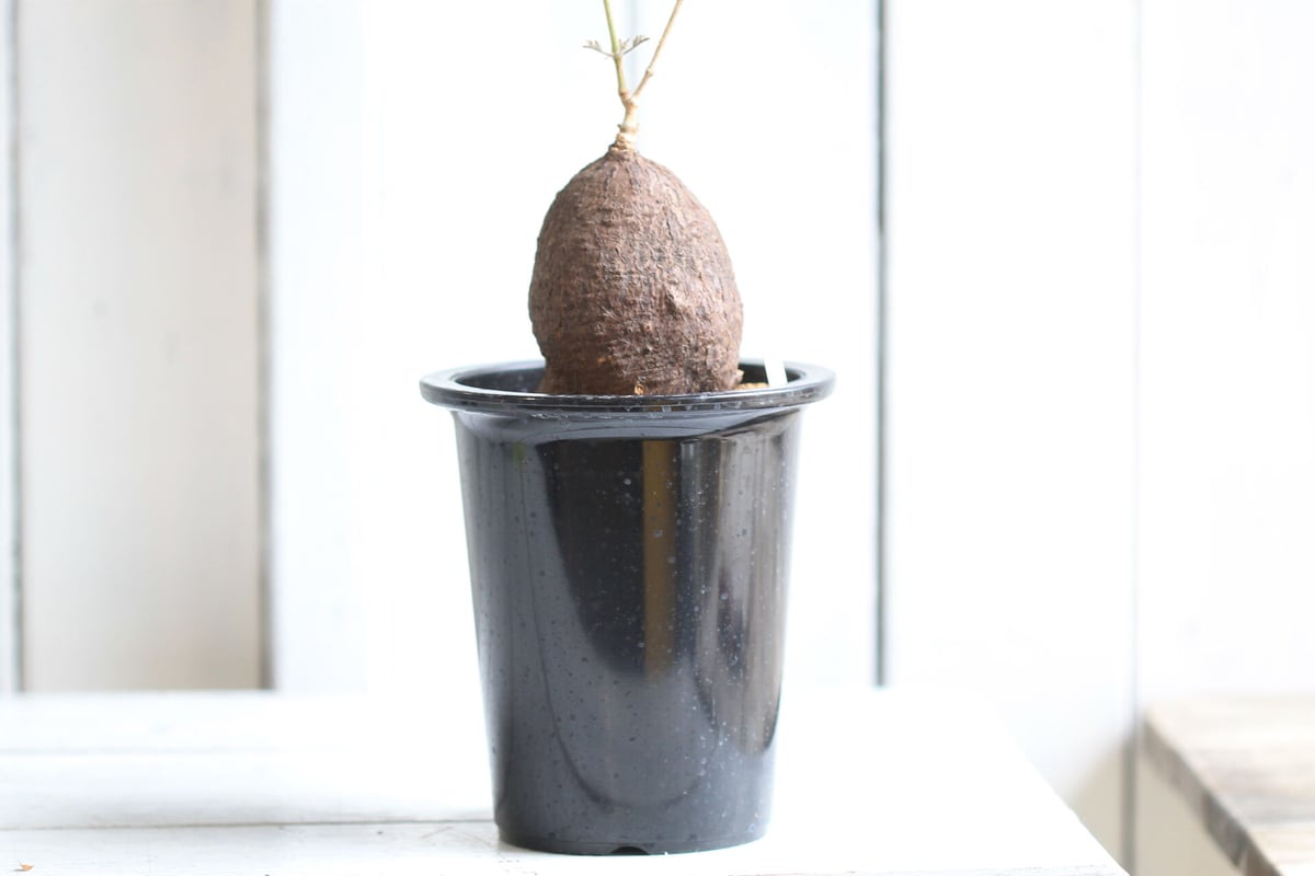 キフォステンマ モンタグナッキー | hanayoshi-botanical キフォステンマ モンタグナッキー | hanayoshi-botanical