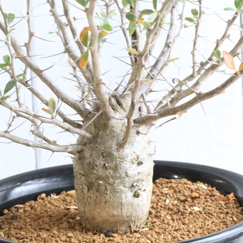 フォークイエリア コルムナリス 観峰玉 | hanayoshi-botanical