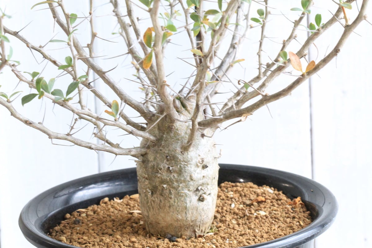 【実生素材】フォークイエリア　コルムナリス フォークイエリアコルムナリス実生観峰玉