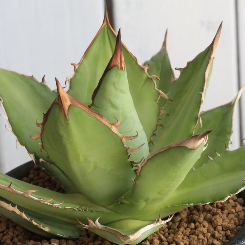 チタノタ　タワーオブバベル　剣竜 アガベ チタノタ タワーオブバベル 剣竜 | hanayoshi-botanical