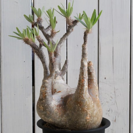CATEGORY パキポディウム | hanayoshi-botanical CATEGORY パキポディウム | hanayoshi-botanical