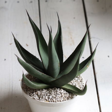 Agave シャークスキン