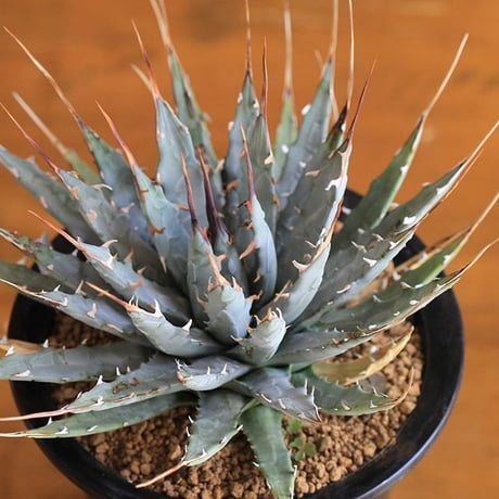 agave utahensis eborispina ユタエンシス　エボリスピナ