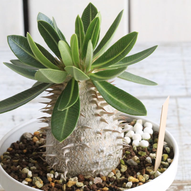 パキポディウム レウコキサンツム×タッキー① | hanayoshi-botanical