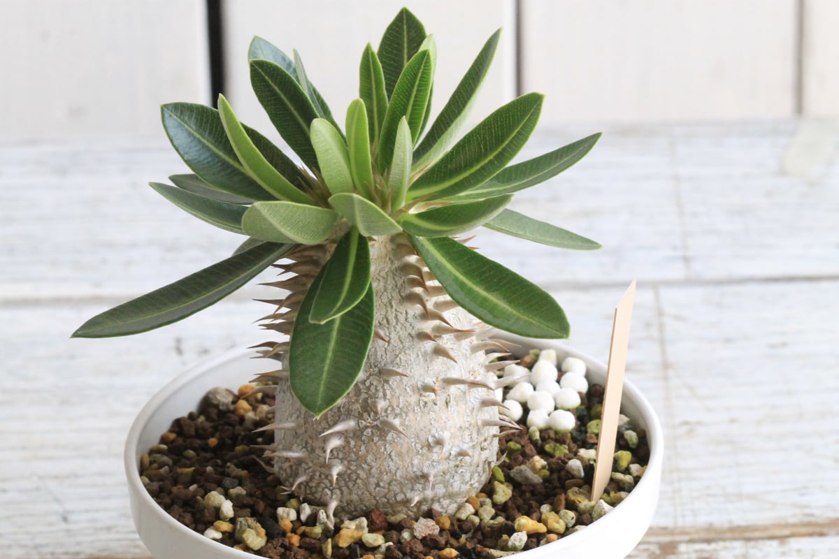 パキポディウム タッキー×レウコキサンツム　ハイブリッド 陶器鉢 パキポディウム レウコキサンツム×タッキー① | hanayoshi-botanical