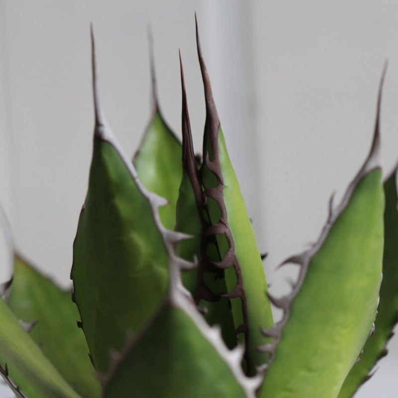 Agave ホリダメキシカルメトル | hanayoshi-botanical