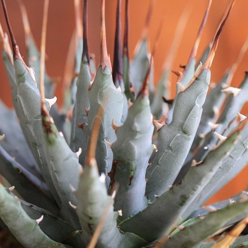agave utahensis eborispina ユタエンシス エボリスピナ | hana
