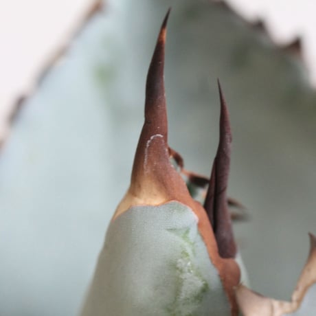 Agave titanota  ブラック＆ブルー