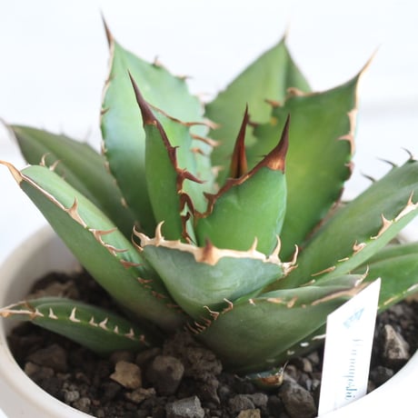 Agave　シエラミクスティカ