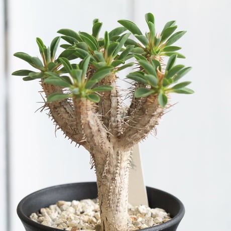 Euphorbia　ギラミニアナ