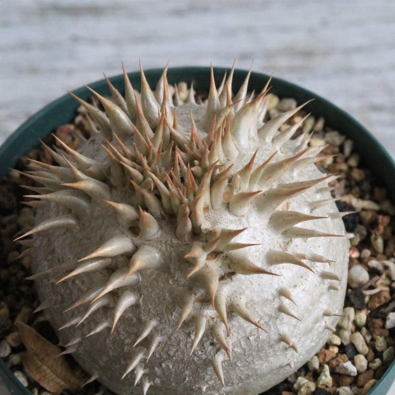 パキポディウム レウコキサンツム | hanayoshi-botanical