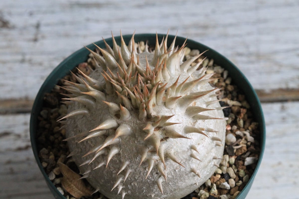 パキポディウム　レウコキサンツム パキポディウム レウコキサンツム① | hanayoshi-botanical