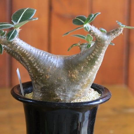 pachypodium cactipes パキポディウム　カクティペス