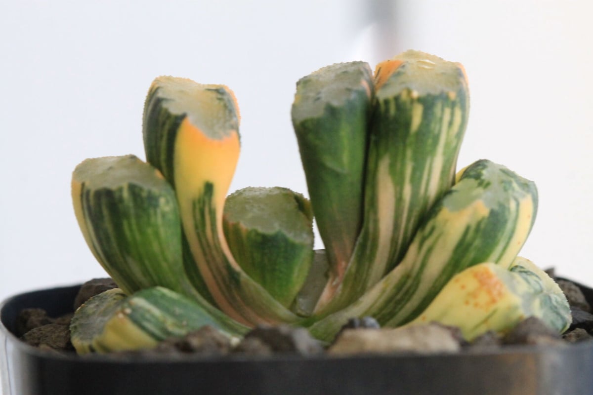 ハオルチア 玉扇錦 北斎錦 | hanayoshi-botanical