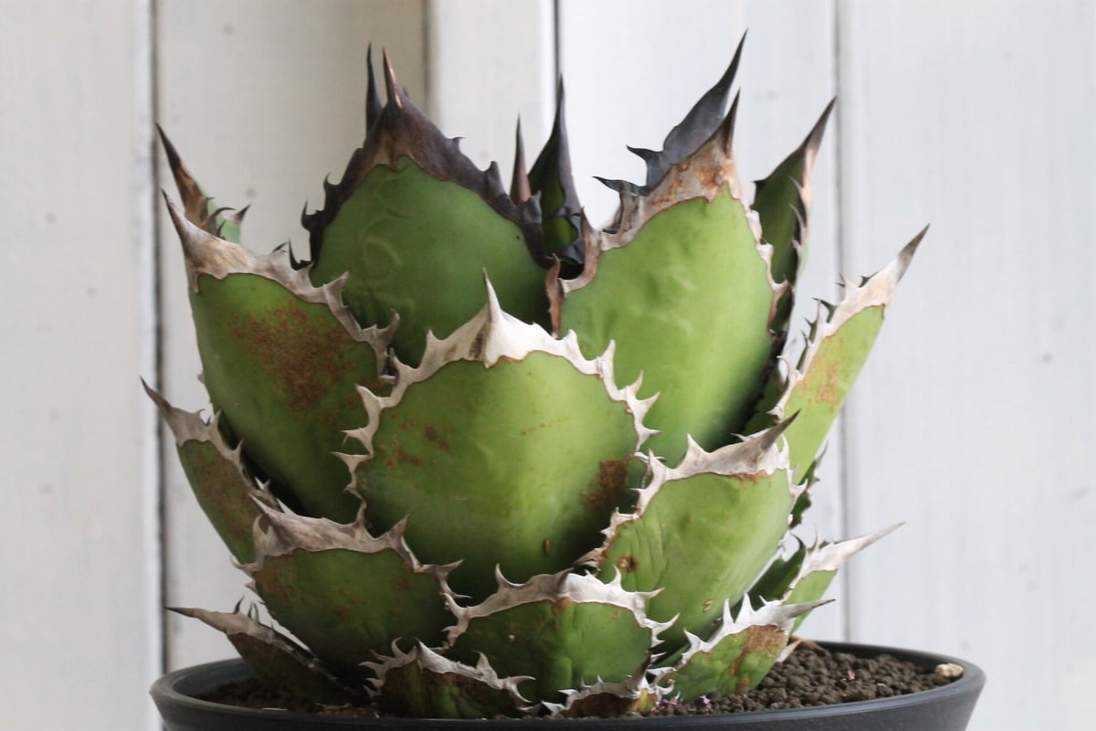 アガベ チタノタ ブラックファイヤー 黒火焔 親株