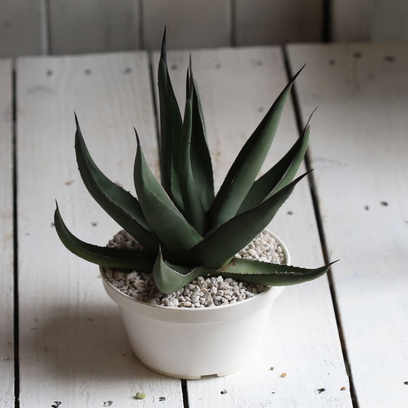 Agave シャークスキン | hanayoshi-botanical Agave シャークスキン | hanayoshi-botanical