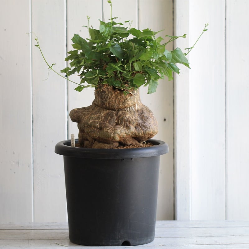 ゲラルダンサス マクロザリス | hanayoshi-botanical