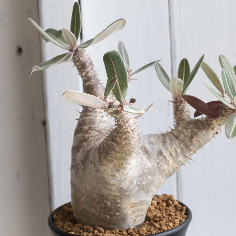 パキポディウム カクチペス | hanayoshi-botanical