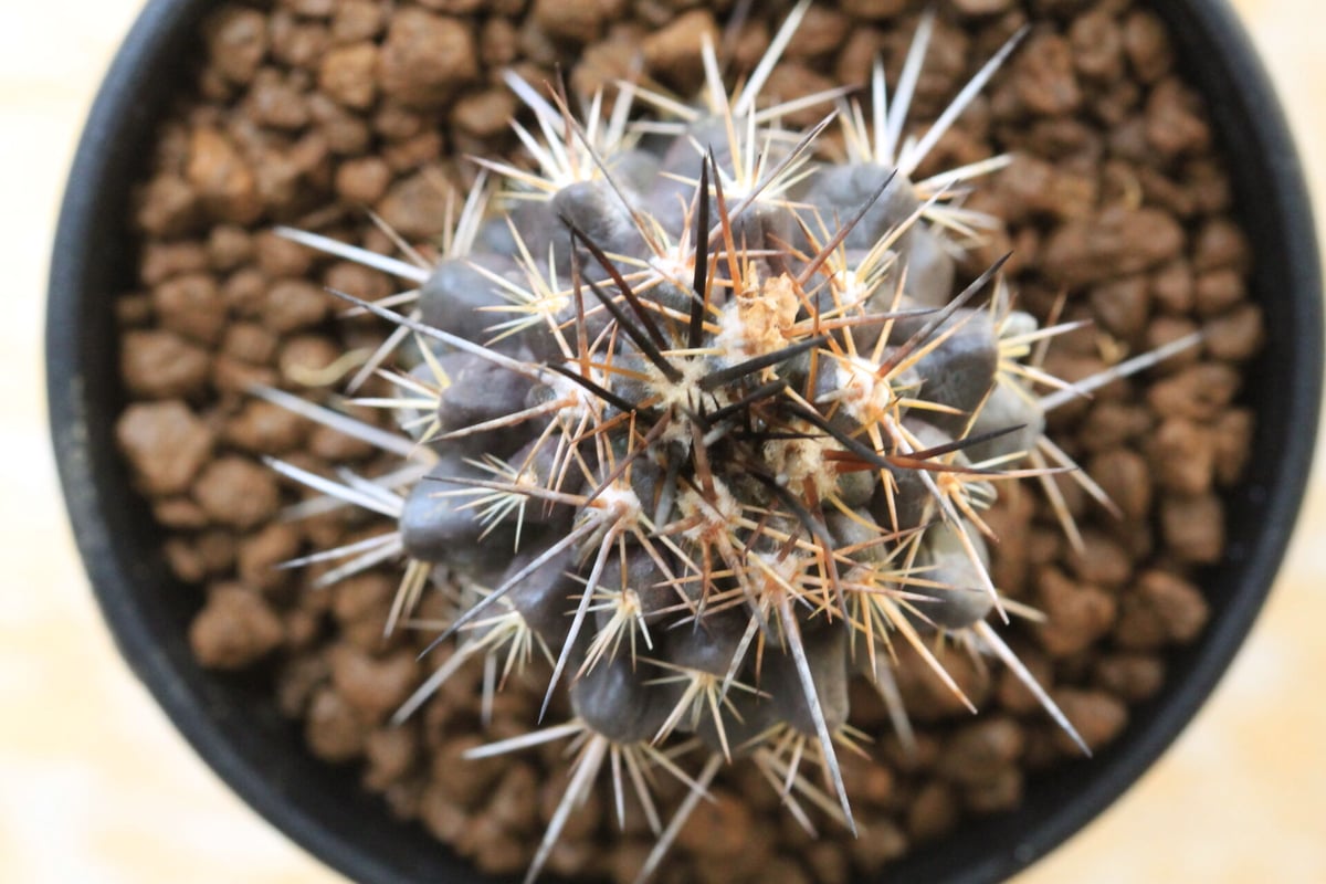 コピアポア バレナレンシス | hanayoshi-botanical