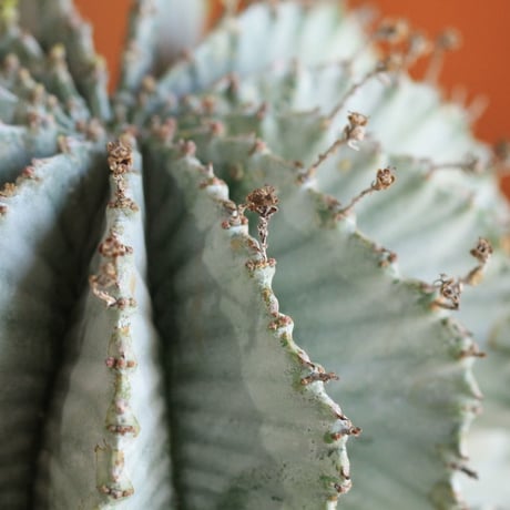 Euphorbia horrida アルバ