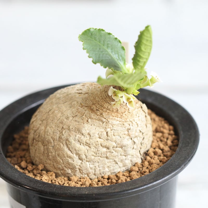 Euphorbia プリムリフォリア | hanayoshi-botanical Euphorbia プリムリフォリア | hanayoshi-botanical