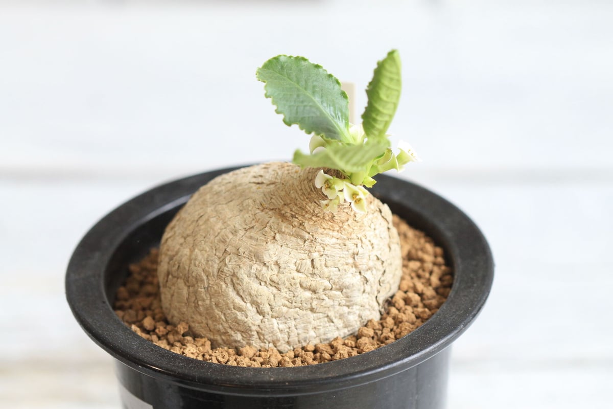 ユーフォルビア　プリムリフォリア　現地球 euphorbia primulifolia《大きめM size》※現地球発根後店主国内