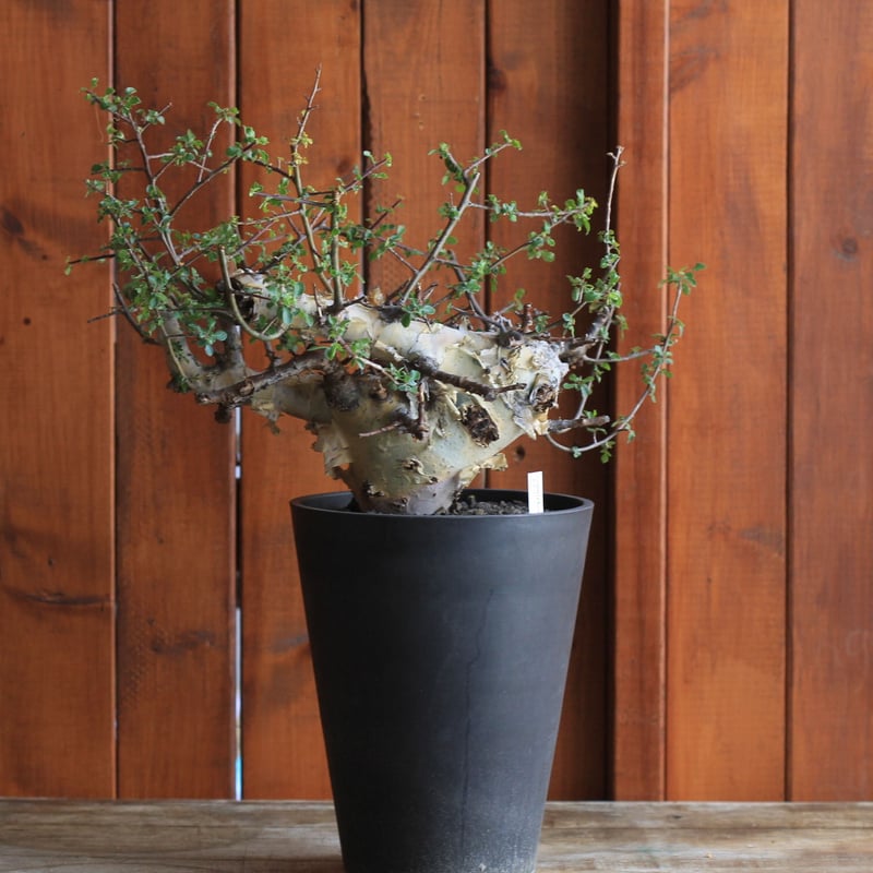 Commiphora kataf コミフォラ カタフ | hanayoshi-botanical