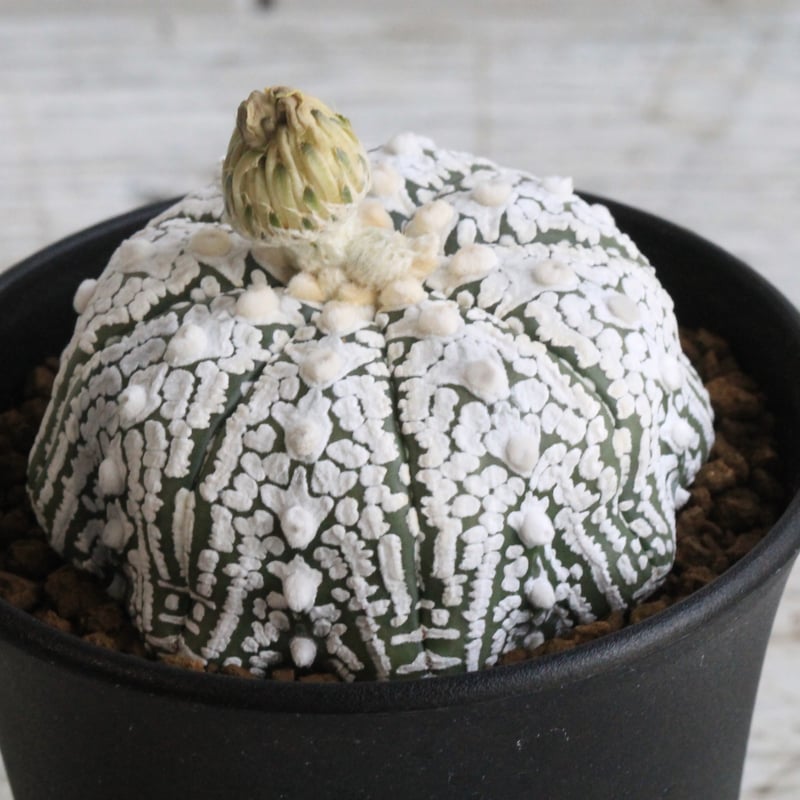 アストロフィツム スーパー兜 | hanayoshi-botanical