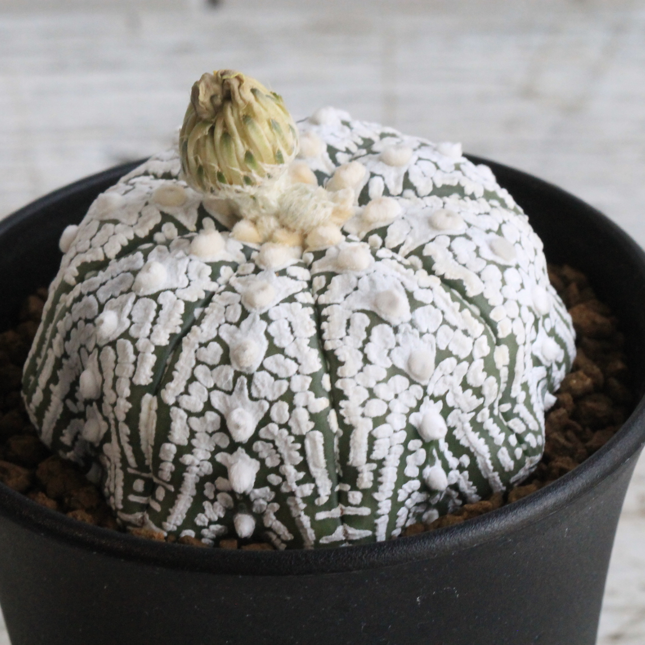 【超特大美株】スーパー 兜 アストロフィツム サボテン アストロフィツム スーパー兜 | hanayoshi-botanical