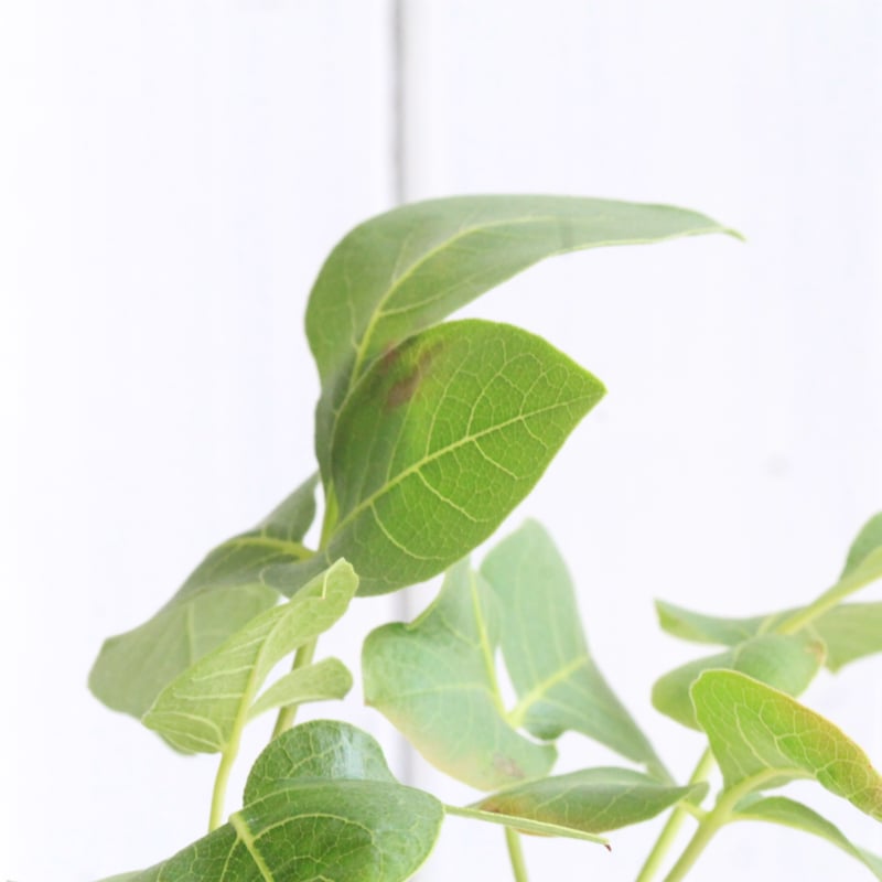 コミフォラ　グイドッティ※鉢は付きません コミフォラ グイドッティ Commiphora guidotti no.5310