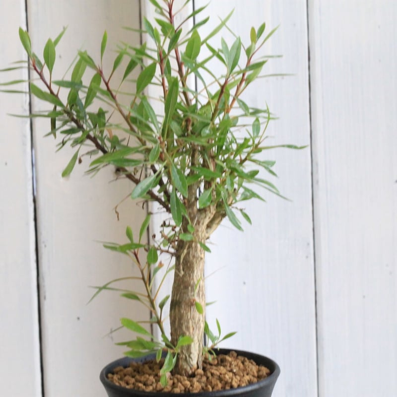 フォークイエリア ファシクラータ×プルプシー | hanayoshi-botanical