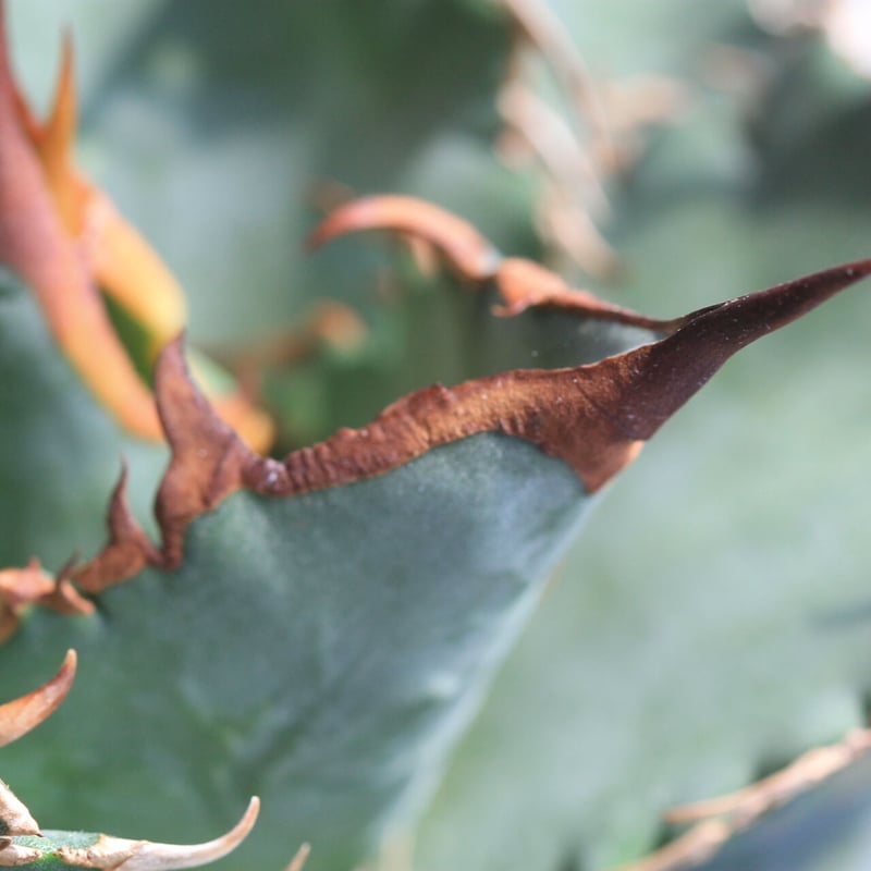 アガベ チタノタ 厳龍 特選株（益子焼 宿家綾子 作家鉢付き） アガベ チタノタ 厳竜 | NMD屋
