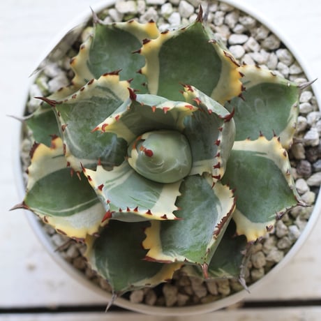 Agave 王妃カブトガニ錦