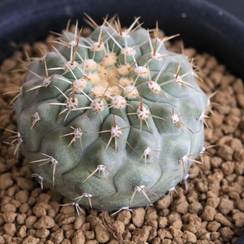 コピアポア コルムナ アルバ（実生） | hanayoshi-botanical