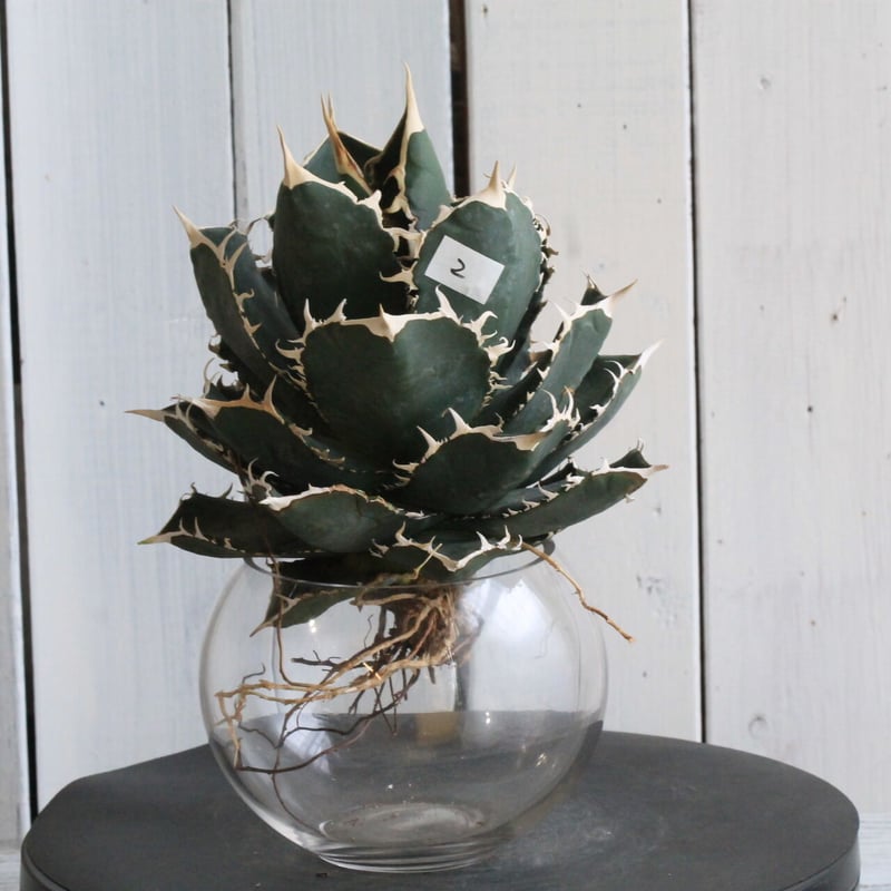 アガベ チタノタ ホワイトシャーク | hanayoshi-botanical