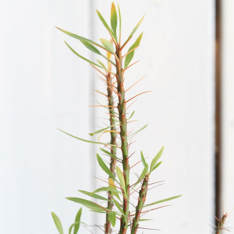 フォークイエリア プルプシー | hanayoshi-botanical フォークイエリア プルプシー | hanayoshi-botanical