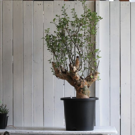 Bursera ファガロイデス