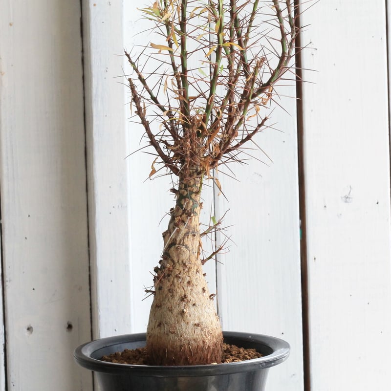 フォークイエリア プルプシー | hanayoshi-botanical