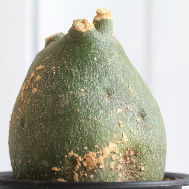 EMP アデニア プセウド グロボーサ / CX116 アデニア プセウドグロボーサ | hanayoshi-botanical