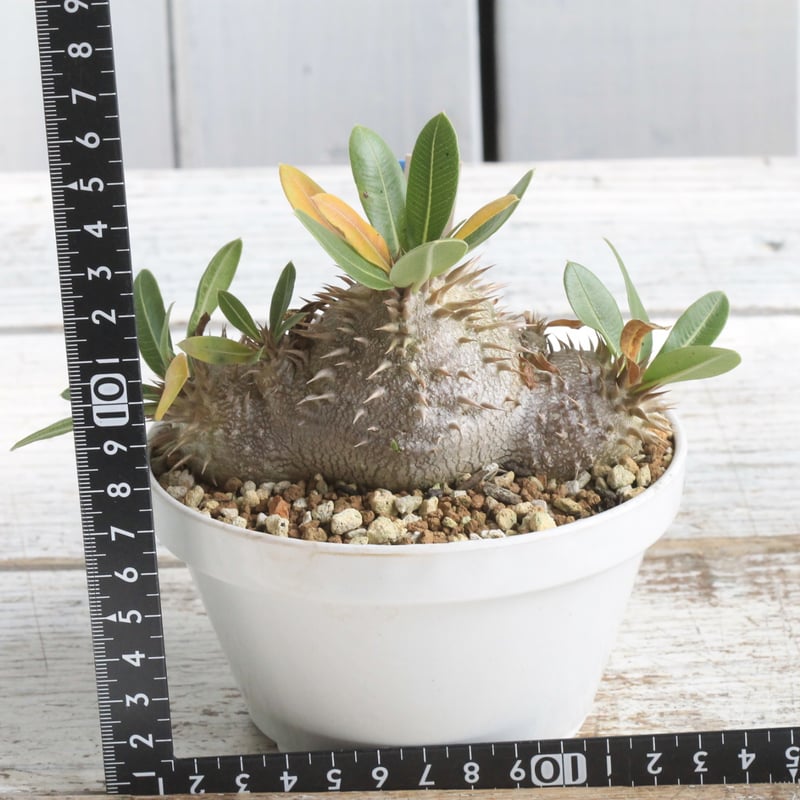 パキポディウム　35cm パキポディウム hyb レウコ×S大 | hanayoshi-botanical