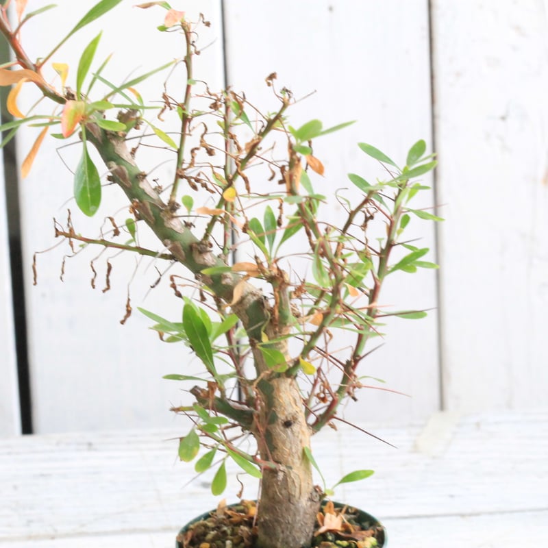 フォークイエリア ファシクラータ×プルプシー（あいのこ）挿し木